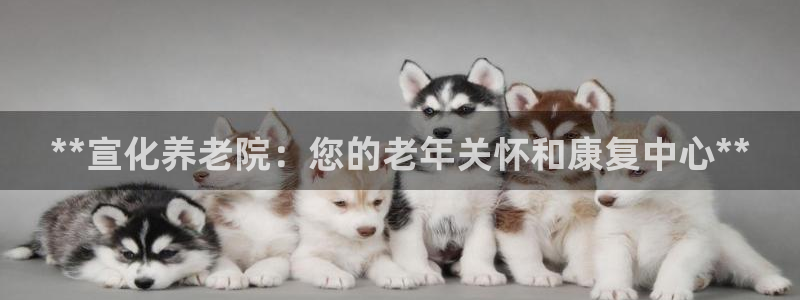 韦德游戏是什么